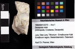 Foto (Objket + Etiketten) von Decapoda indet. 